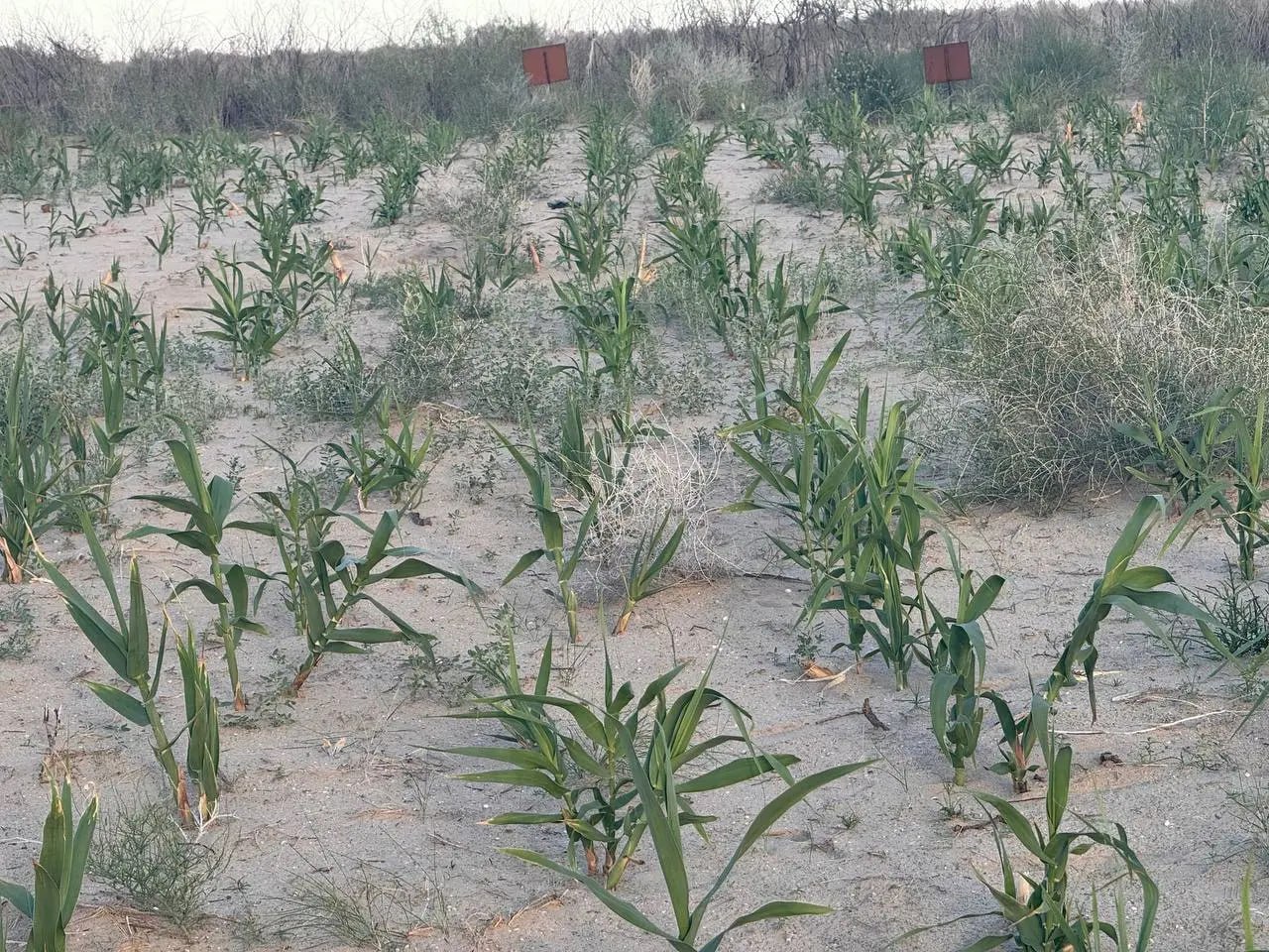 Salt-Tolerant Arundo Donax Tested on the Dried Seabed of the Aral Sea