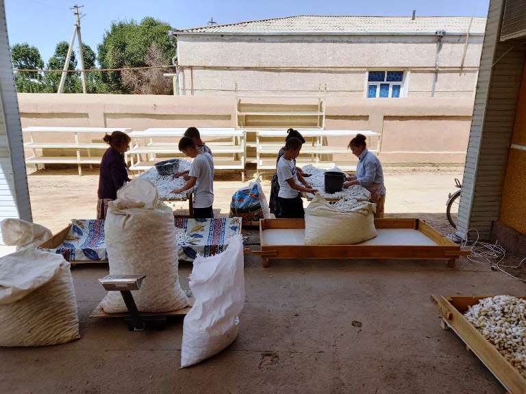 Производство коконов шелкопряда увеличивается