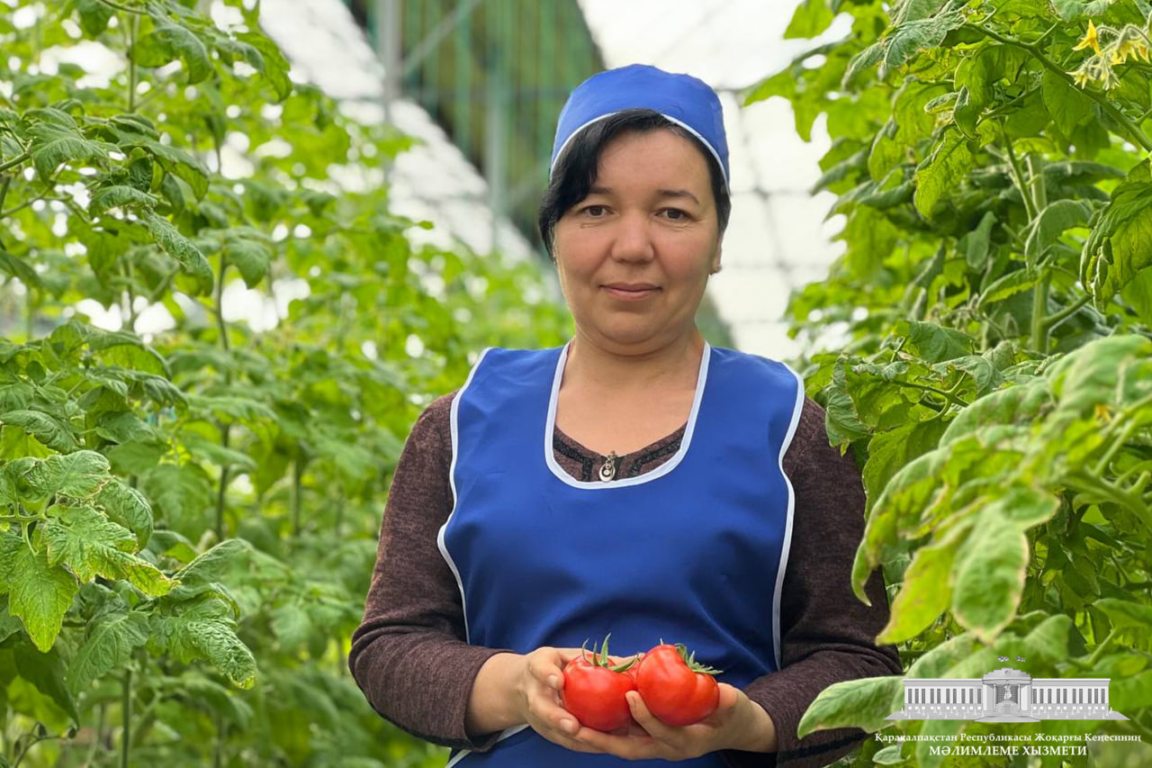 Beruniy rayonında gidroponika usılında pomidor jetistirilmekte