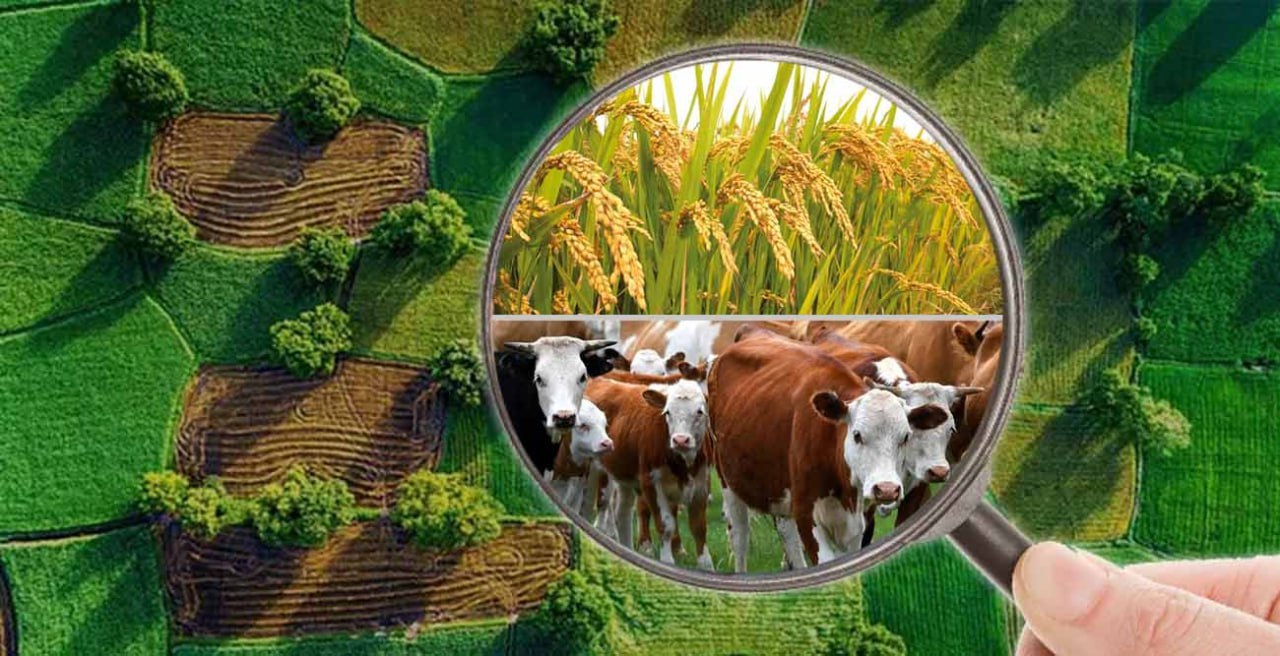 Bir bas malı bolmasa da sharwashılıq xojalıǵı sıpatında dizimnen ótip, mámleket jerinen maqsetsiz paydalanıp kelgenler anıqlandı